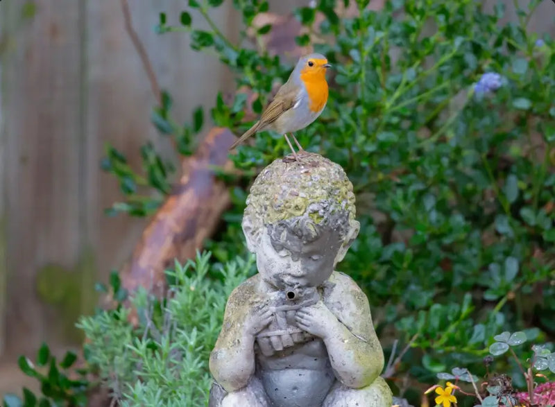Garden & Outdoor
